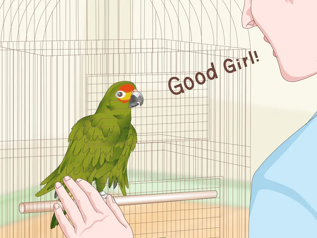 Как научить попугаев говорить (с иллюстрациями)