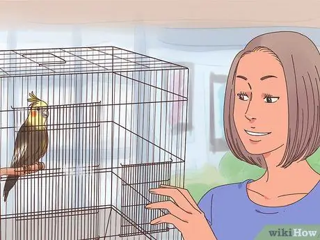 Приручить корелла, шаг 1