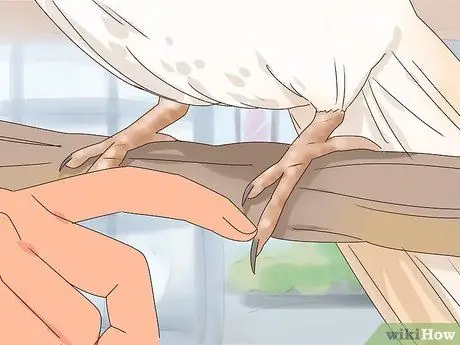 Приручить корелла, шаг 10