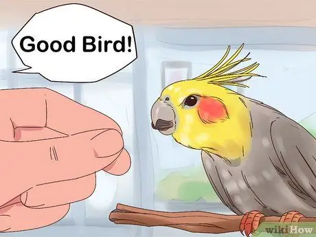 Приручить корелла, шаг 4