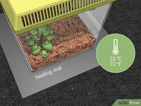 Сделайте среду обитания богомола Шаг 10