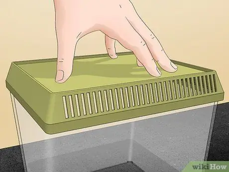 Сделайте среду обитания богомола, шаг 2