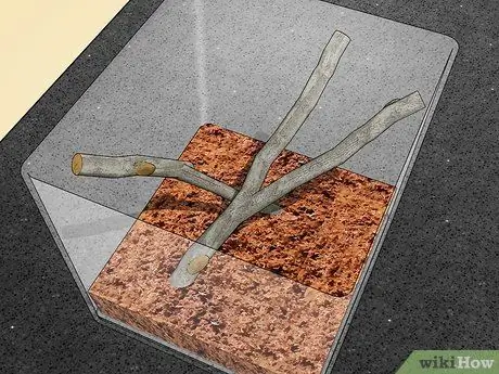 Сделайте среду обитания богомола Шаг 5