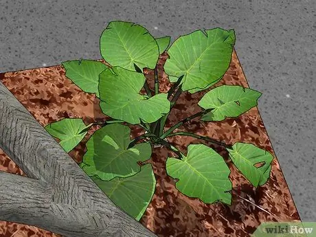 Сделайте среду обитания богомола Шаг 6