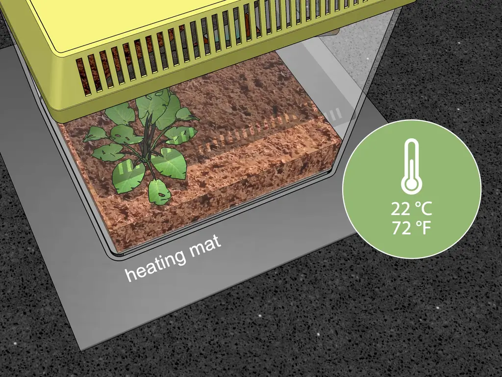 3 способа сделать среду обитания богомола