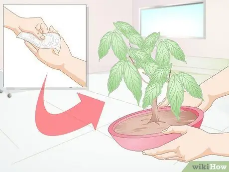 Держите питомца богомола без клетки Шаг 1