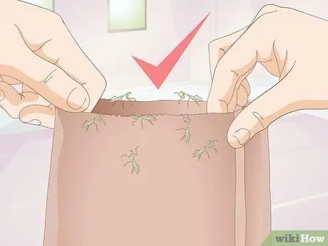 Держите питомца богомола без клетки Шаг 12