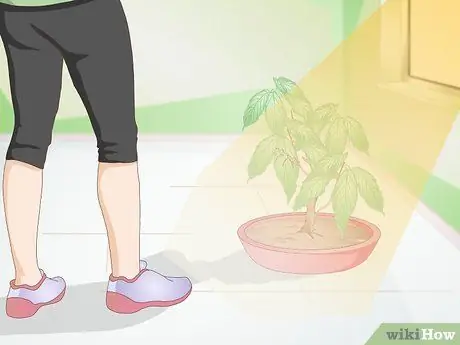 Держите питомца богомола без клетки Шаг 2