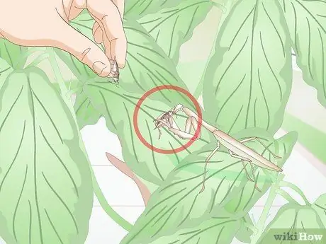 Держите питомца богомола без клетки Шаг 3