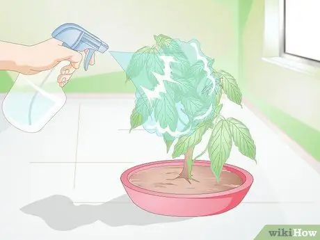 Держите питомца богомола без клетки Шаг 4