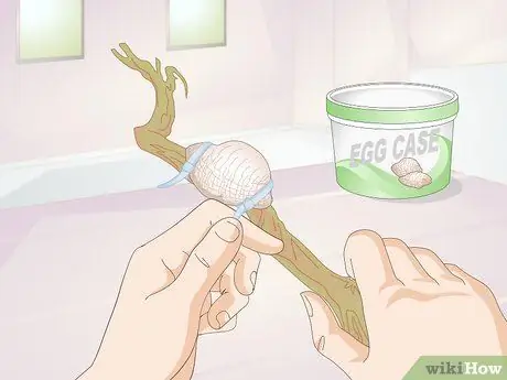 Держите питомца богомола без клетки Шаг 7