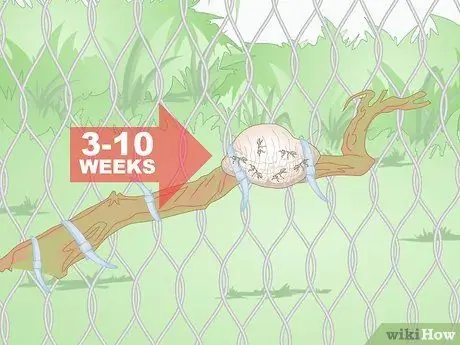 Держите питомца богомола без клетки Шаг 8