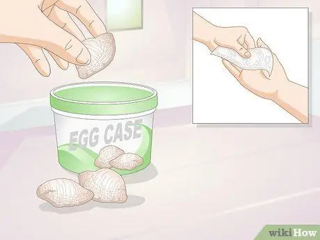 Держите питомца богомола без клетки Шаг 9