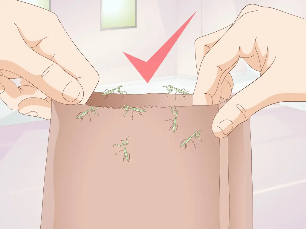 3 способа держать питомца-богомола без клетки