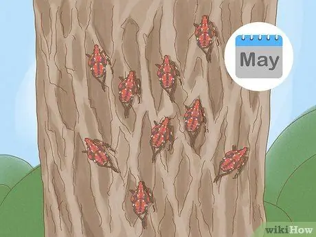 Разберитесь с пятнистыми фонарями, шаг 2