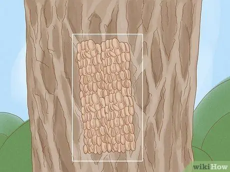 Разберитесь с пятнистыми фонарями, шаг 3