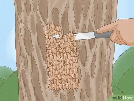 Разберитесь с пятнистыми фонарями, шаг 7