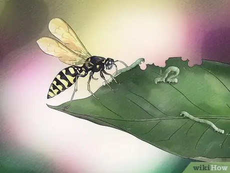 Позаботьтесь о Inchworms Шаг 11