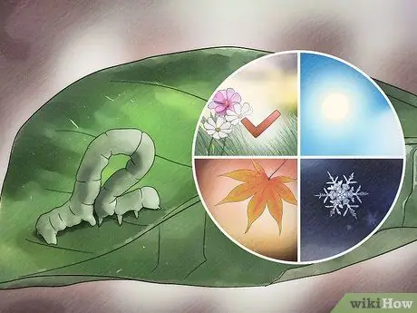 Позаботьтесь о Inchworms Шаг 2