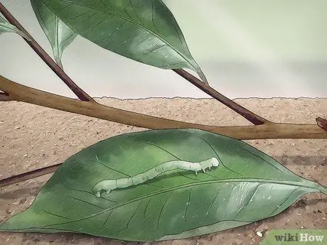 Позаботьтесь о Inchworms Шаг 3