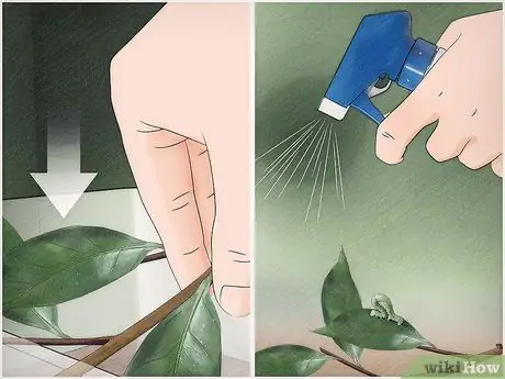 Позаботьтесь о Inchworms Шаг 4