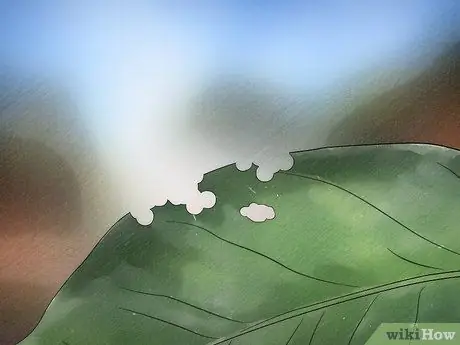 Позаботьтесь о Inchworms Шаг 5