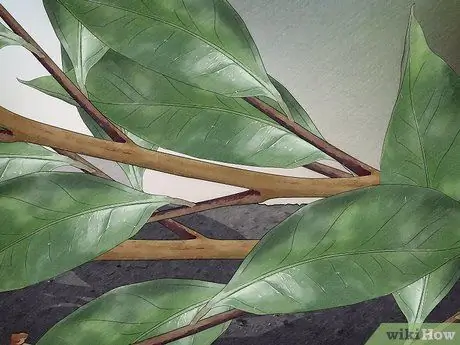 Позаботьтесь о Inchworms Шаг 7