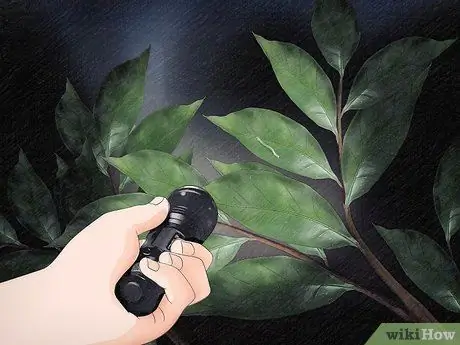 Позаботьтесь о Inchworms Шаг 8