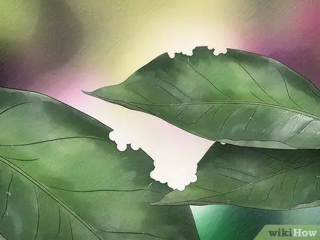 Позаботьтесь о Inchworms Шаг 9