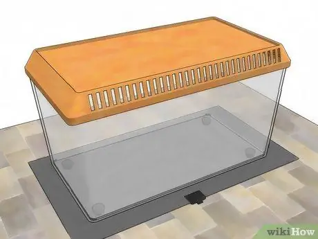 Уход за гигантскими африканскими многоножками Шаг 2