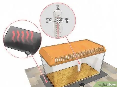 Уход за гигантскими африканскими многоножками Шаг 3
