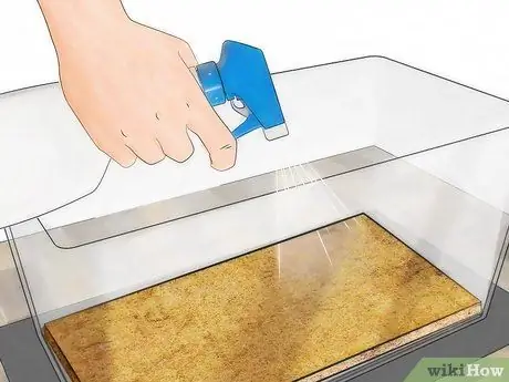 Уход за гигантскими африканскими многоножками Шаг 6