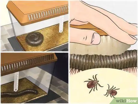 Уход за гигантскими африканскими многоножками Шаг 8