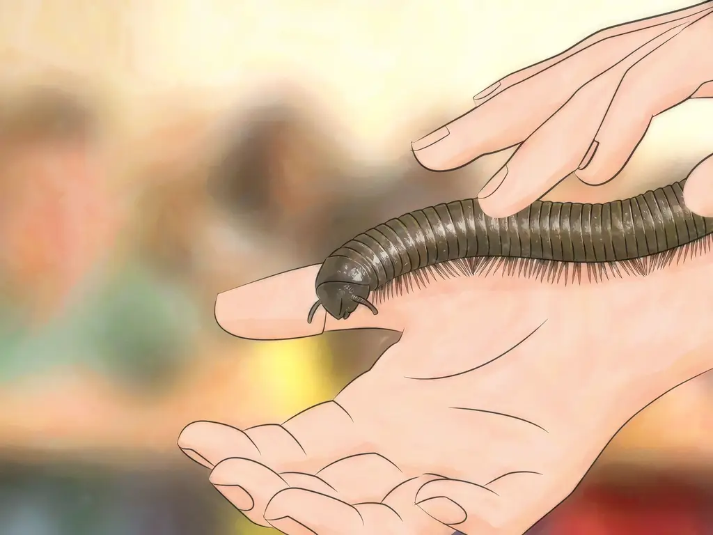 3 способа ухода за гигантскими африканскими многоножками