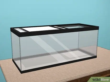 Уход за синими жуками, симулирующими смерть, Шаг 1