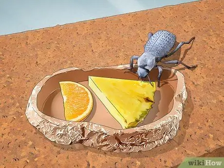 Уход за синими жуками, симулирующими смерть, Шаг 10