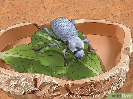 Уход за синими жуками, симулирующими смерть, Шаг 11