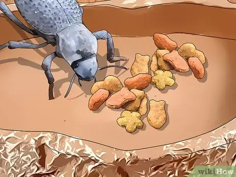 Уход за синими жуками, симулирующими смерть, шаг 12