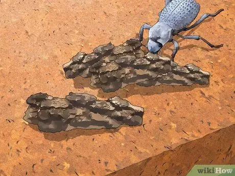 Уход за синими жуками, симулирующими смерть, Шаг 13