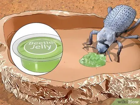 Уход за синими жуками, симулирующими смерть, Шаг 14