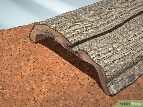 Уход за синими жуками, симулирующими смерть, Шаг 3