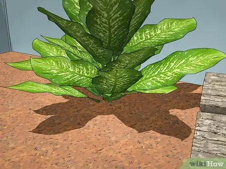 Уход за синими жуками, симулирующими смерть, Шаг 6