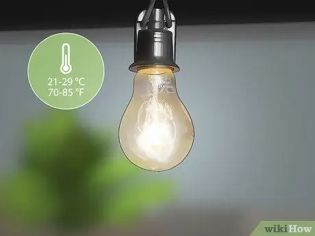 Уход за синими жуками, симулирующими смерть, шаг 7