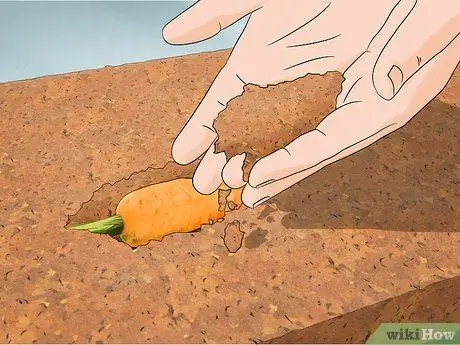 Уход за синими жуками, симулирующими смерть, Шаг 9