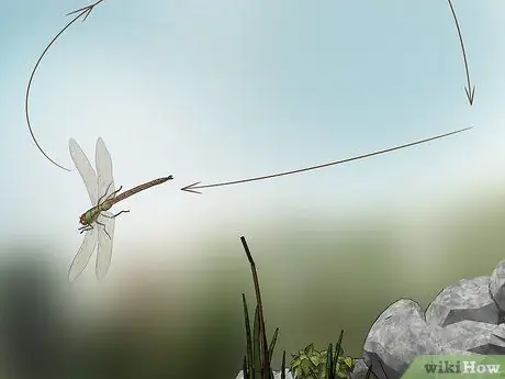 Поймать стрекоз Шаг 5