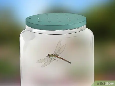 Поймать стрекоз Шаг 8