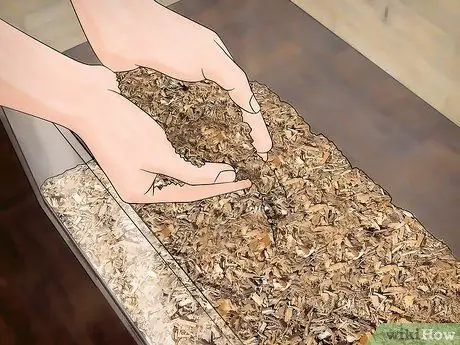 Порода шипящих тараканов, шаг 3