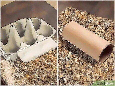 Порода шипящих тараканов, шаг 4