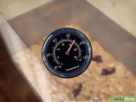 Порода шипящих тараканов, шаг 7