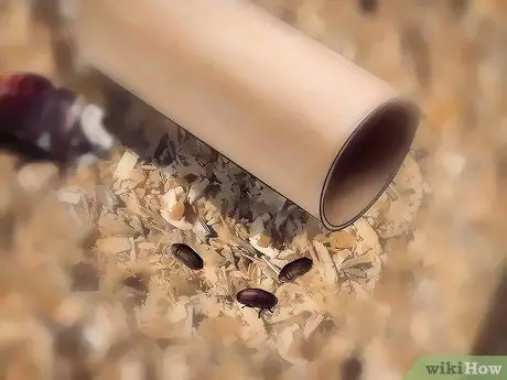 Порода шипящих тараканов Шаг 8